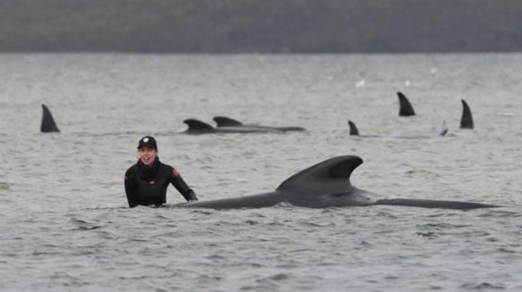 Avstraliyada sahilə atılan 180 qara grind-delfinləri dərin sulara çıxarmağa çalışırlar