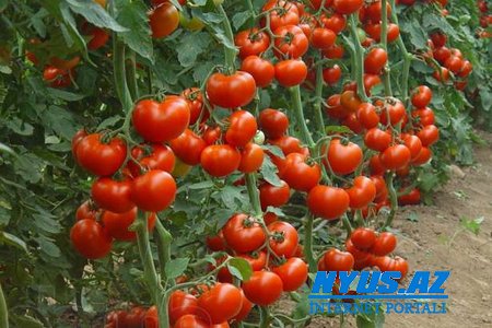 Ötən il 140 milyon dollar dəyərində pomidor ixrac edilib