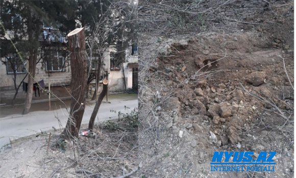 Bakıda ağaclar kütləvi şəkildə qırılır — Kəsimə nəzarəti isə Yaşıllaşdırma İdarəsinin nümayəndəsi edir + FOTO