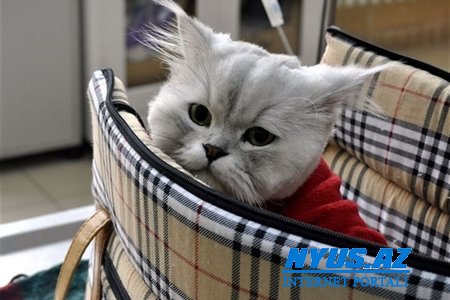 Heyvan “tətil” edirsə, depressiyaya girir