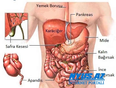 Orqanizmin endotoksinlərdən təmizlənməsinin daha bir yolu