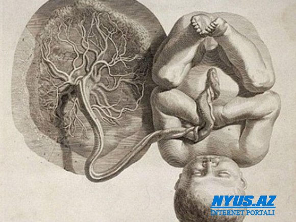 Alimlər qadın orqanizmindən kənarda cift yetişdiriblər