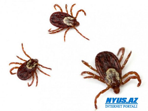Ölümcül virus yaya bilən yeni gənələr aşkar edilib