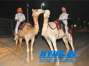 Əbu-Dabi polisi dəvələrin üstündə patrul xidməti aparacaq