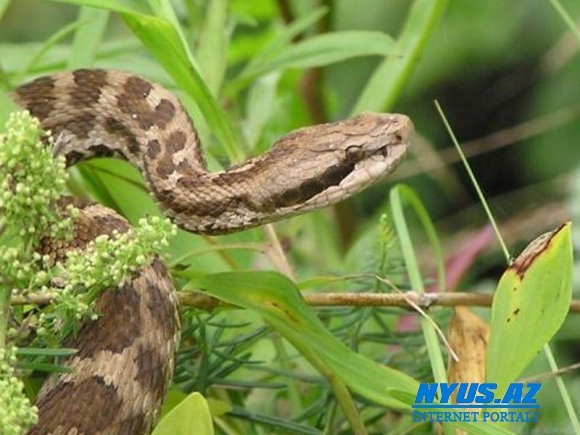 İlanların fəal dövrü başlandı - Zoologiya İnstitutundan XƏBƏRDARLIQ