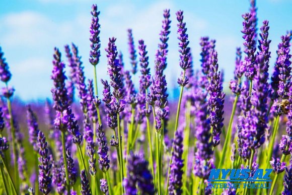 Azərbaycanda qızılgül yığımında məhsuldarlıq 20 faiz artıb - Lavanda yığımı isə...