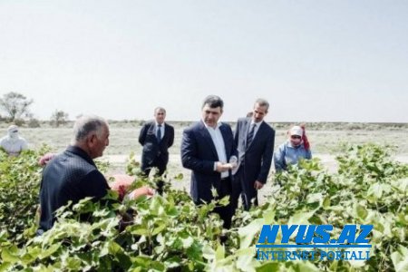 İnam Kərimovun yeni aqro-innovativ kəşfi – Kombaynlar hava ilə işləyəcəkmiş