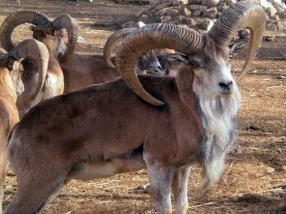 Özbəkistan, Tacikistan və İran Buxara urialının nəsli kəsilməkdə olan heyvanlar siyahısına salınmasını təklif ediblər