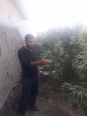 Neftçalada çətənə bitkisi yetişdirən şəxs ələ keçdi