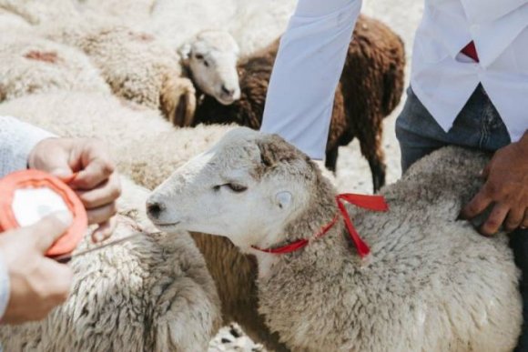 Qurban bayramının vaxtı açıqlandı - FƏTVA