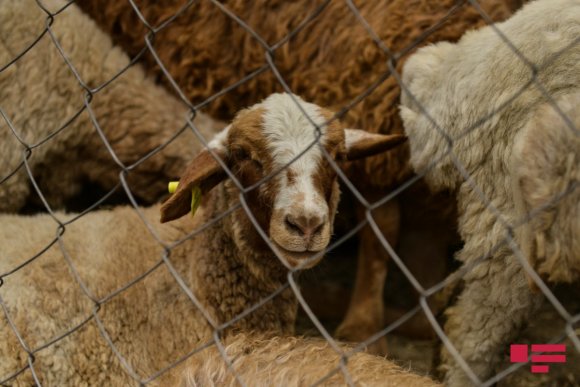 Qurban kəsimi 20 iyul tarixindən başlayaraq 3 gün davam edə bilər - QMİ