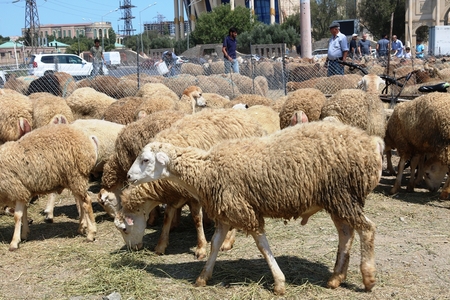 Qurban hansı heyvanlardan kəsilməlidir və kimlərə paylanmalıdır?