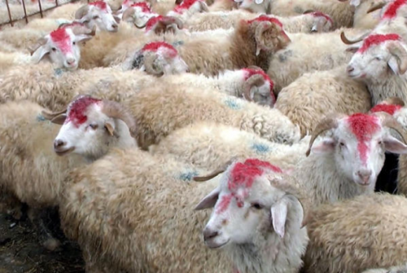 Azərbaycanda Qurban bayramı qeyd edilir