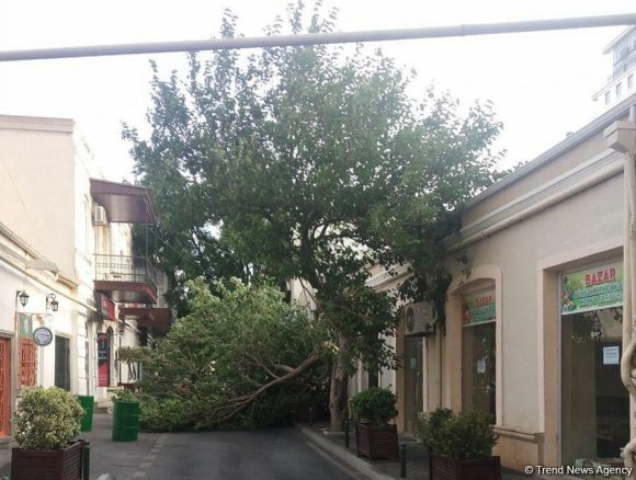 Bakının mərkəzində ağac aşıb