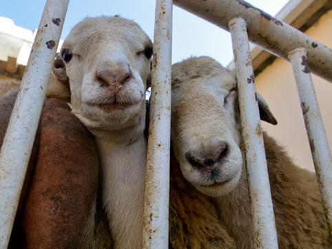 Qurbanlıq heyvanlar neçəyədir? - QİYMƏTLƏR