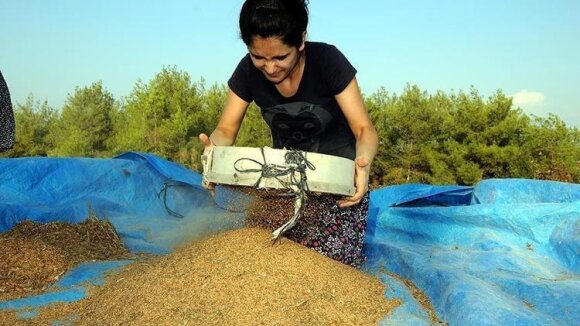 İnək südündən 10 dəfə daha faydalı: sümükləriniz "beton" kimi olacaq