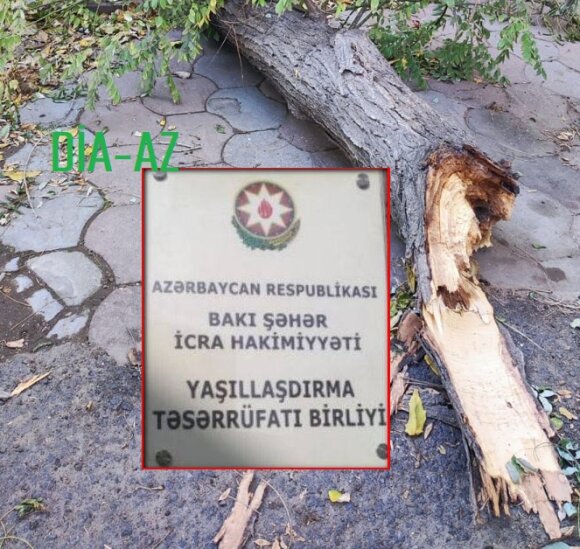 Yaşıllaşdırma Təsərrüfatı Birliyində “yaşıl biznes” qurulub - İLGİNC FAKTLAR
