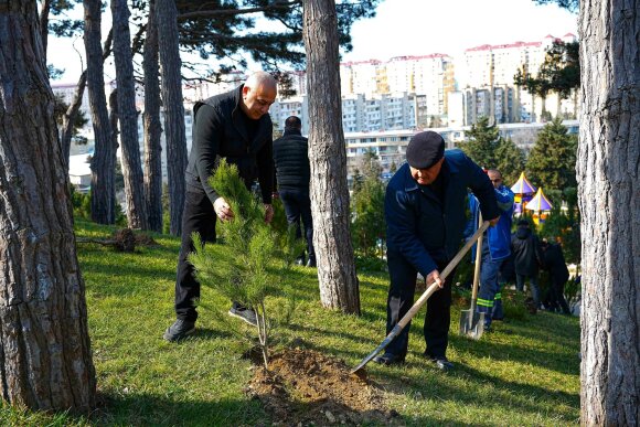 Xətai rayonunda ağacəkmə aksiyası keçirildi - FOTOLAR