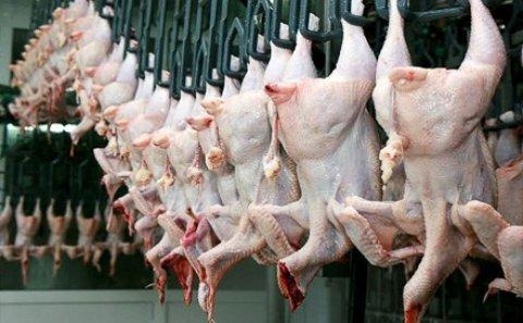 SOS: Bu toyuqlar İNFEKSİYA mənbəyidir– Necə TANIMALI?