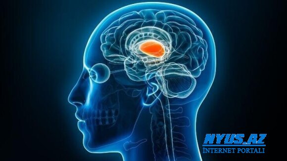 Talamus nədir? Talamusun vəzifələri və funksiyaları
